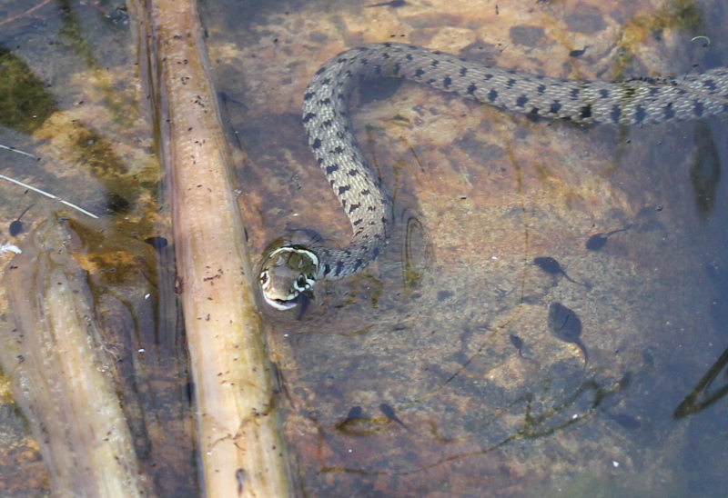 Natrix golosa